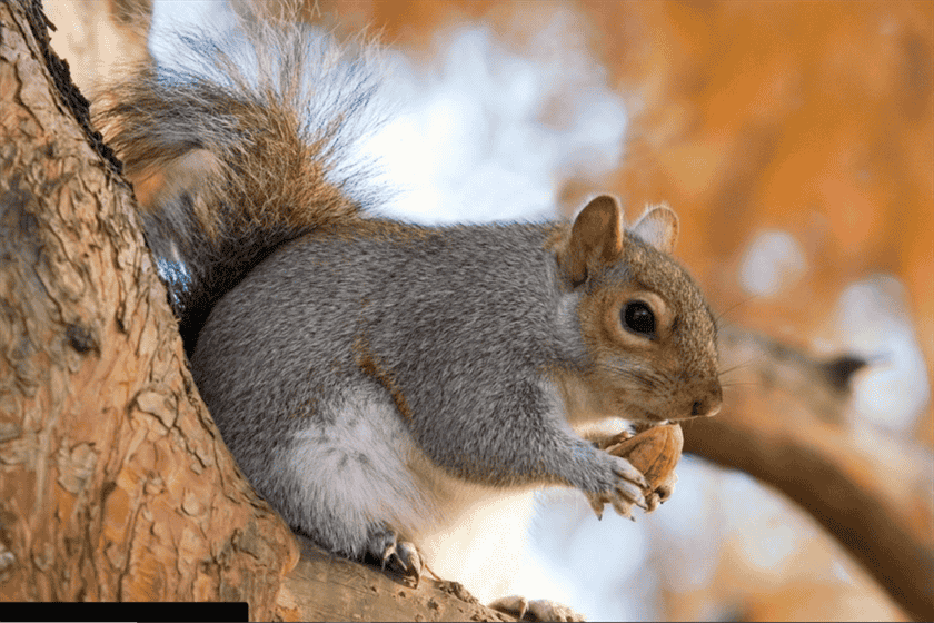 Do Squirrels Eat Bird Eggs?