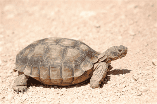 Cost of a Tortoise – Initial and Ongoing Care Costs
