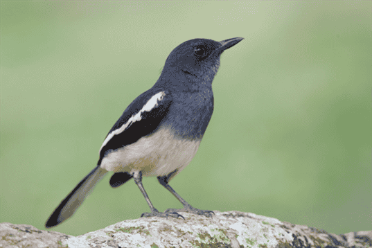 Magnificent Black Bird with White Stripe on Wing: A Rare Beauty