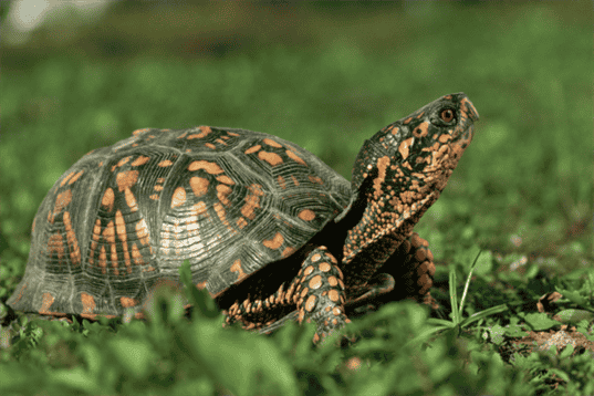 Do Box Turtles Swim? Benefits and Risks of Swimming for Box Turtles