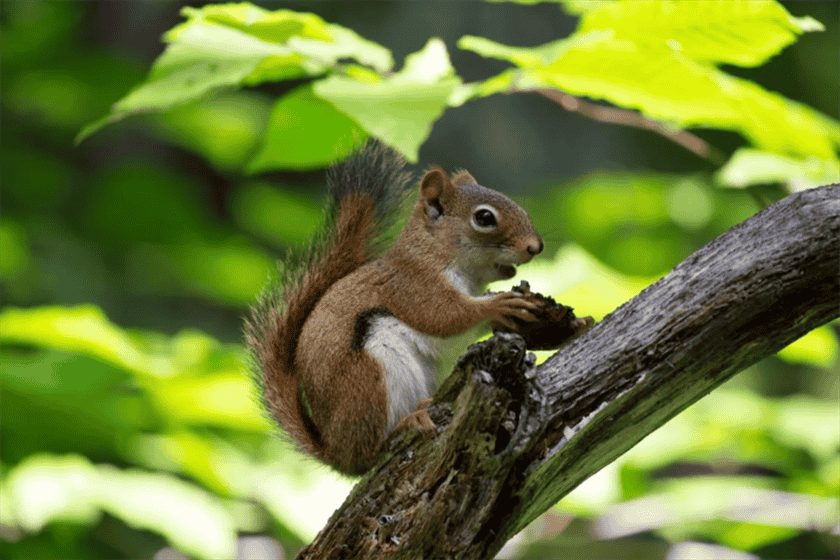 Can Squirrels Eat Grapes