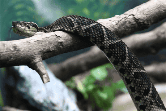 Do Snakes Fart – Exploring Reptilian Flatulence
