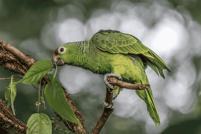 What Herbs Can Parakeets Eat
