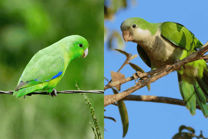 Parrotlet vs Parakeet