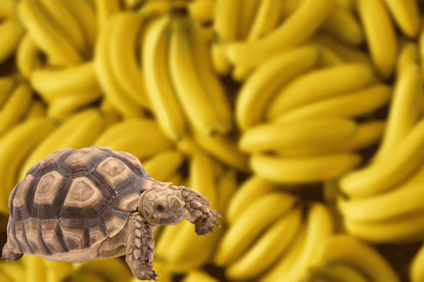 Can Sulcata Tortoises Eat Bananas?