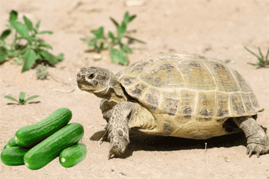 Can Russian Tortoises Eat Cucumbers? Benefits and Risks of Cucumbers