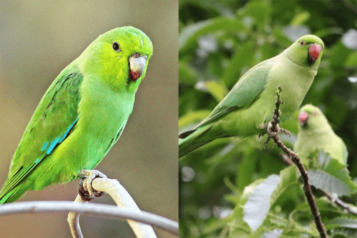 Parrotlet vs Parakeet