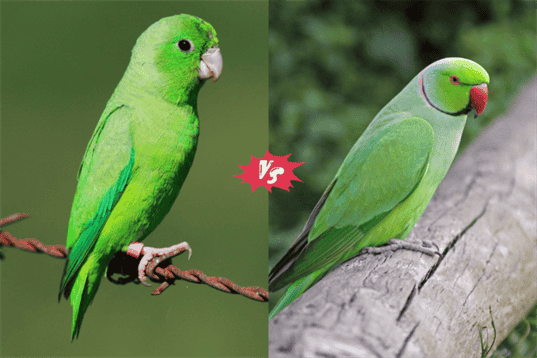 Parrotlet vs Parakeet: Which Bird Is Right for You?