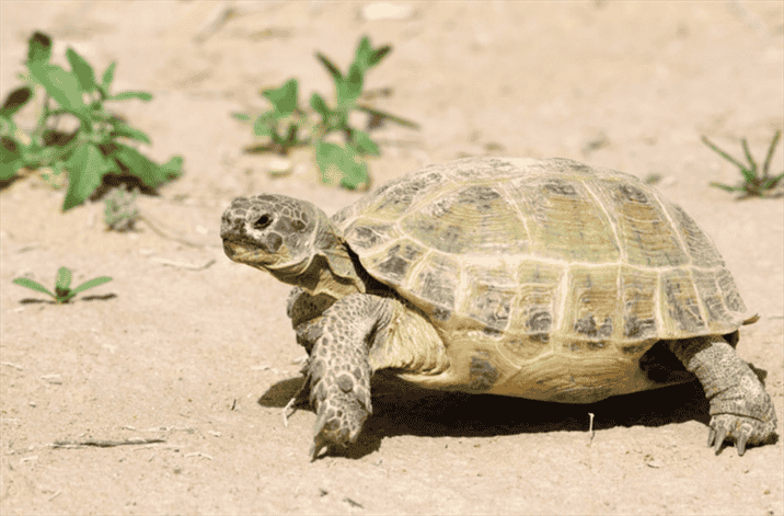 What Are Russian Tortoises?
