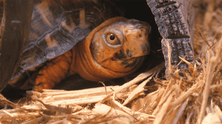How Do Box Turtles Hibernate?