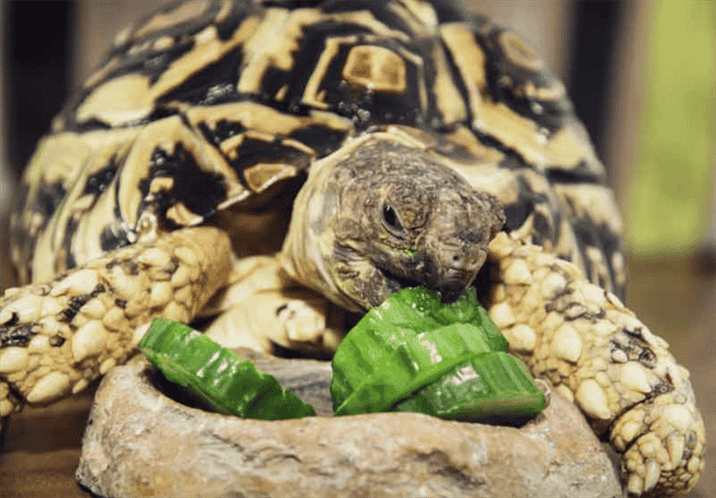 Benefits of Feeding Cucumbers to Russian Tortoises