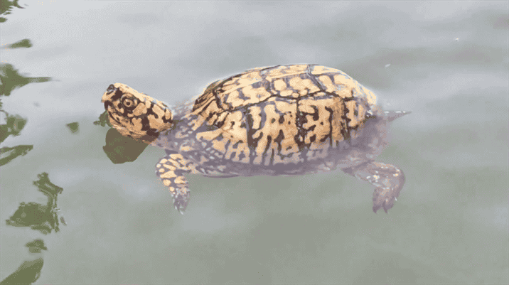 Benefits and Risks of Swimming for Box Turtles