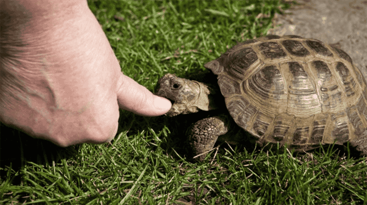 How to Prevent Box Turtle Bites?