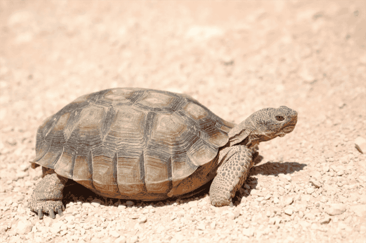 What is a Tortoise?