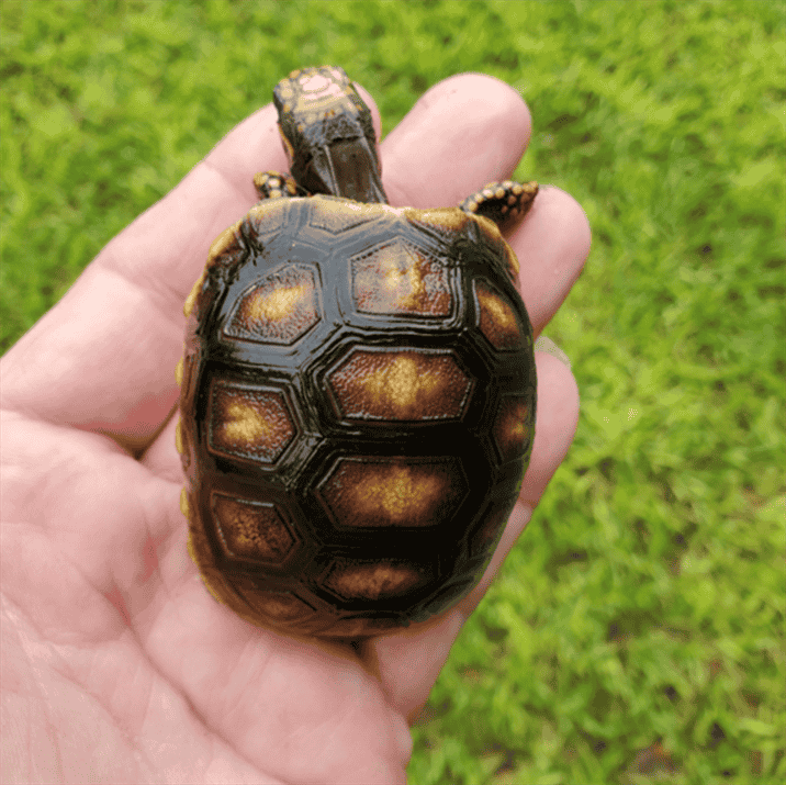 Care of Baby Red Foot Tortoise