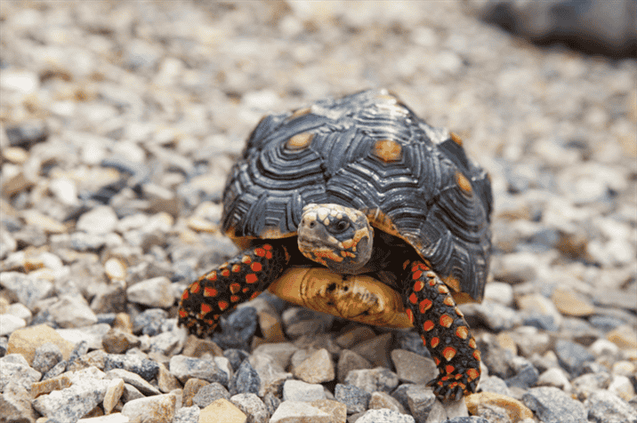 Signs of Healthy Growth in Red-Footed Tortoises