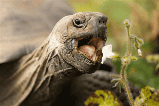Do Turtles Have Teeth? Anatomy of a Turtle’s Mouth and Teeth