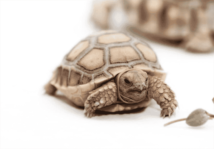 Diet of Tortoises That Stays Small