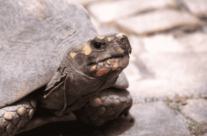 Prevention of Tortoise Mouth Rot: How to Keep Your Pet Healthy