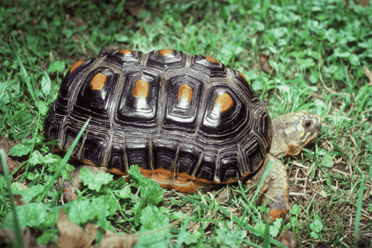 Baby Red Foot Tortoise – All You Need To Know