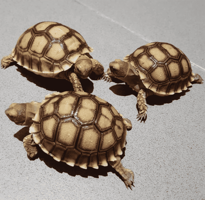 Health of Tortoises That Stays Small