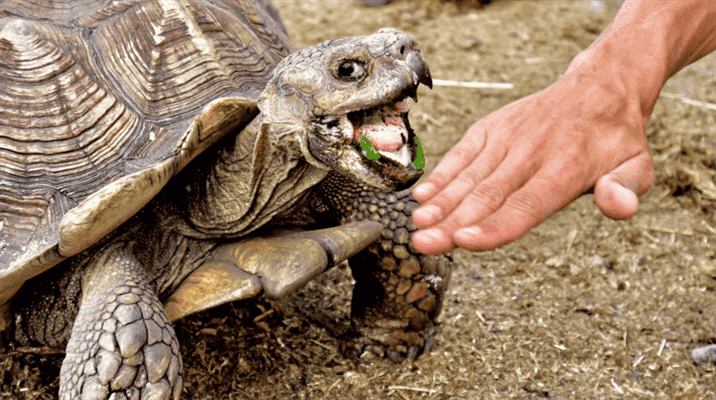 Safety Precautions when Handling Box Turtles