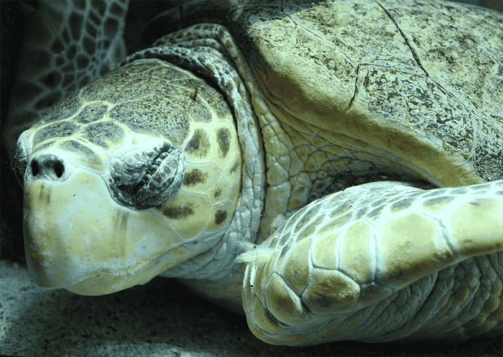 Interesting Facts About Turtles and Sleep