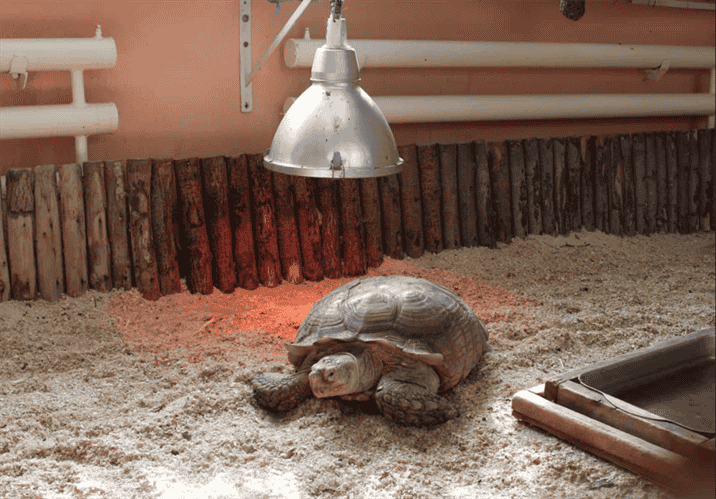 Why Do Turtles Need Heat Lamps?