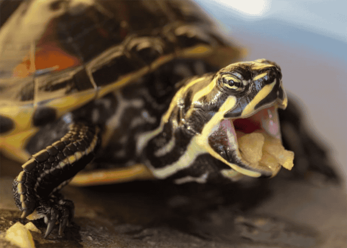 Dental Care For Pet Turtles
