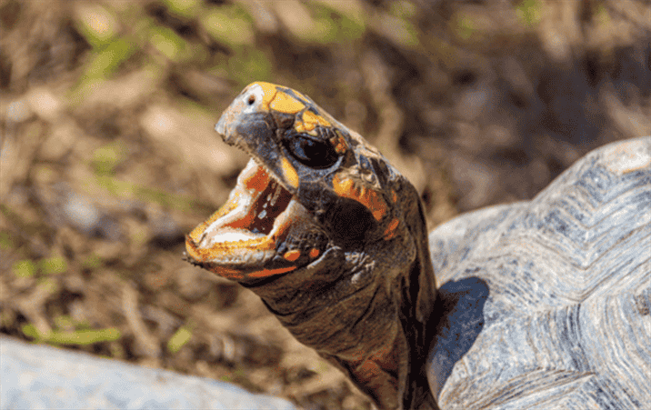 Dental Problems in Turtles