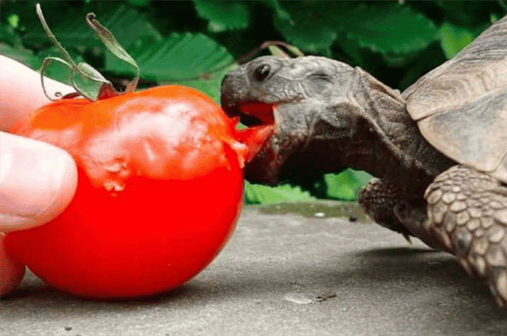 How to Feed Tomatoes to Russian Tortoises?