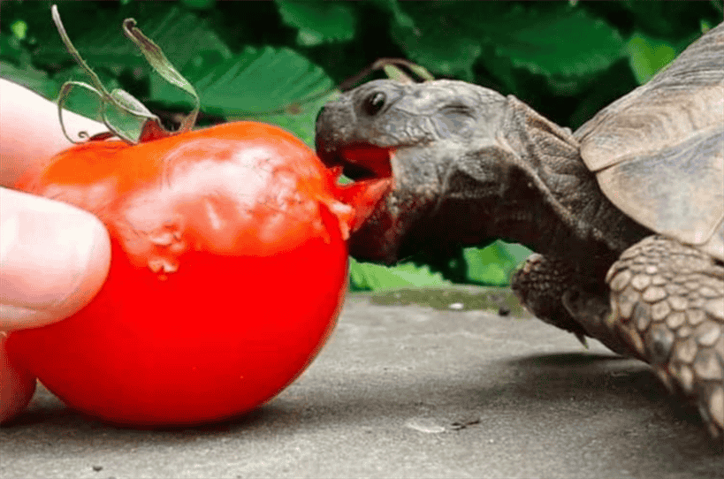 Crisp Can A Tortoise Eat Tomatoes Landscape Illustration Crisp Can A Tortoise Eat Tomatoes Landscape Illustration