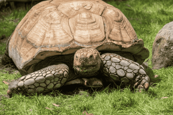 What Other Foods Can Sulcata Tortoises Eat?