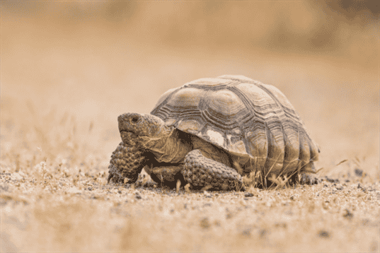 Do Tortoises Have Tails? The Anatomy of a Tortoise
