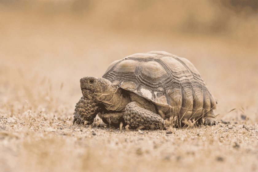 Do Tortoises Have Tails?
