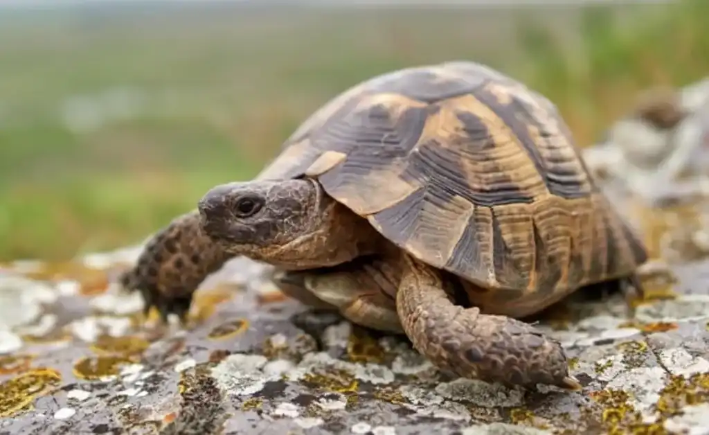Initial Care Costs of a Tortoise