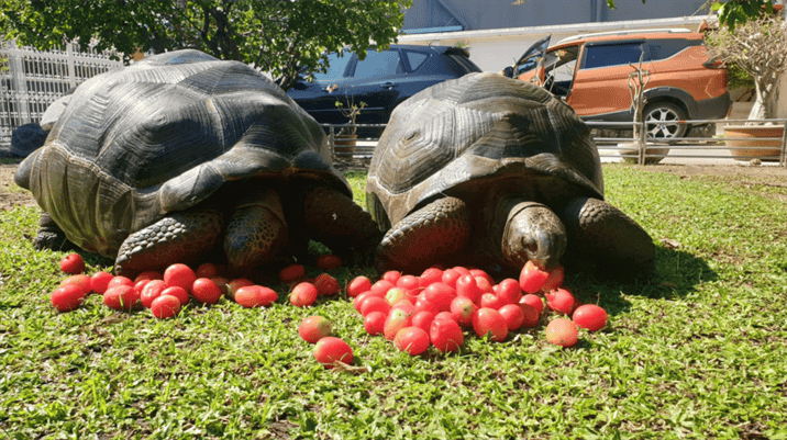 Risks of Feeding Tomatoes to Russian Tortoises