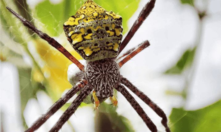 What Makes Hawaiian Spiders Unique Compared to Spiders Found in Other Regions?