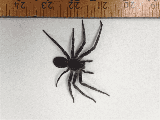 What is the Most Venomous Hawaiian Spider Species?
