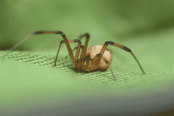 How do Hawaiian Spiders Reproduce and Care for their Young?