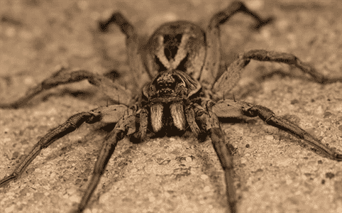 Do Any of These Spider Species in Mississippi Pose a Danger to Humans?