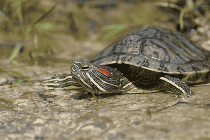 Tips and Tricks for Managing Your Turtle's Weight and Avoiding Obesity