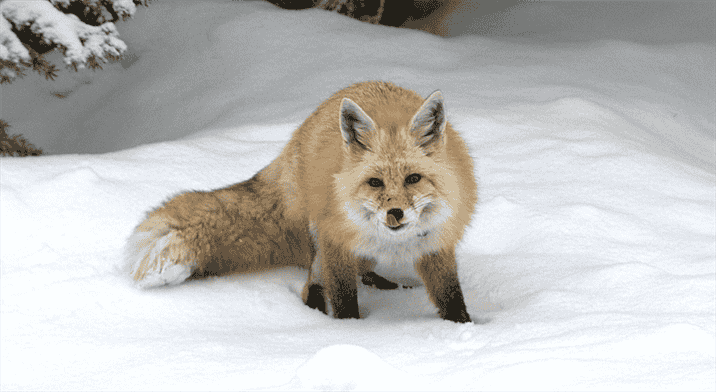 Do red Foxes Hibernate During the Winter Months?