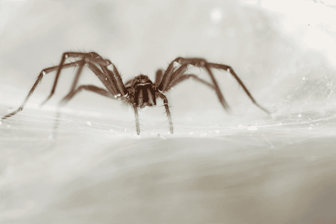 Do Northern Nevada Spiders have Any Medicinal Properties or Cultural Significance?