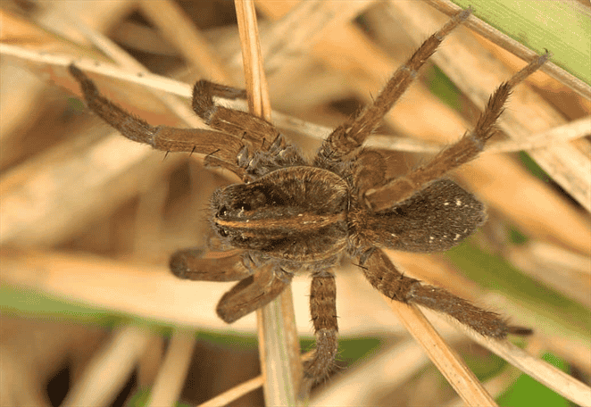 What is the Size of the Brown Virginia Spider?