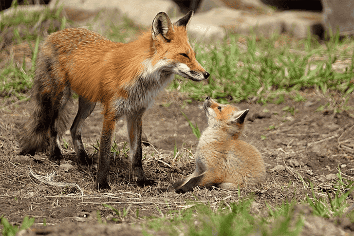 Do Foxes Eat Rats?