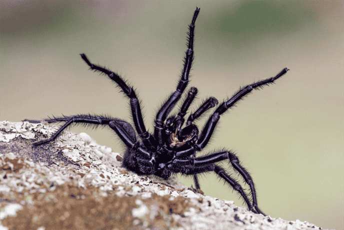 What is The Role of Spiders in Italian Agriculture?