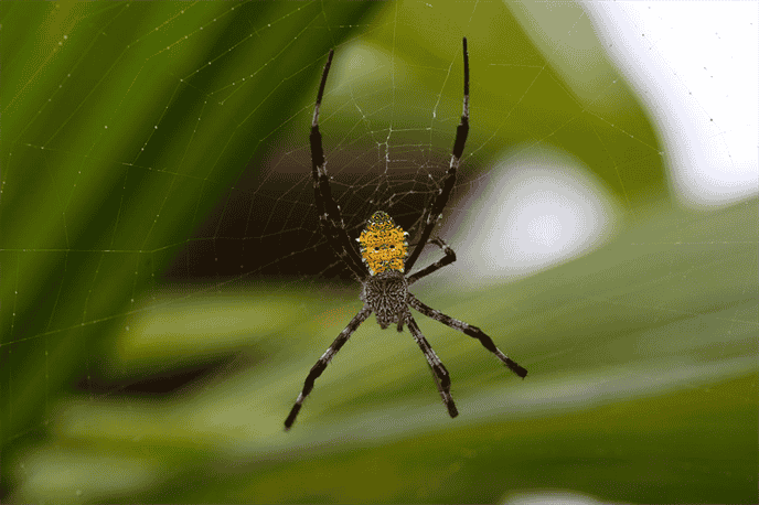 What Adaptations do Philippine Spiders Have to Survive in their Environment?