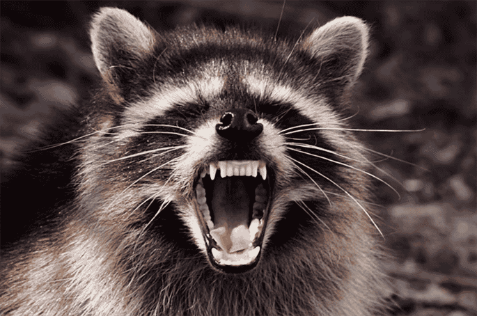 Are Raccoons Aggressive Toward Humans?