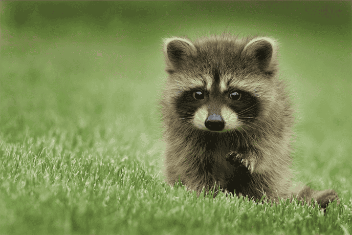 Are Raccoons Territorial Animals?